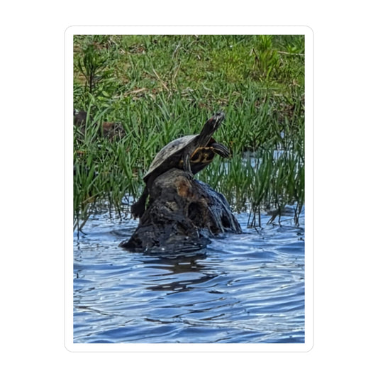 Turtle Kiss-Cut Vinyl Decal — Pond Turtle Photo Sticker