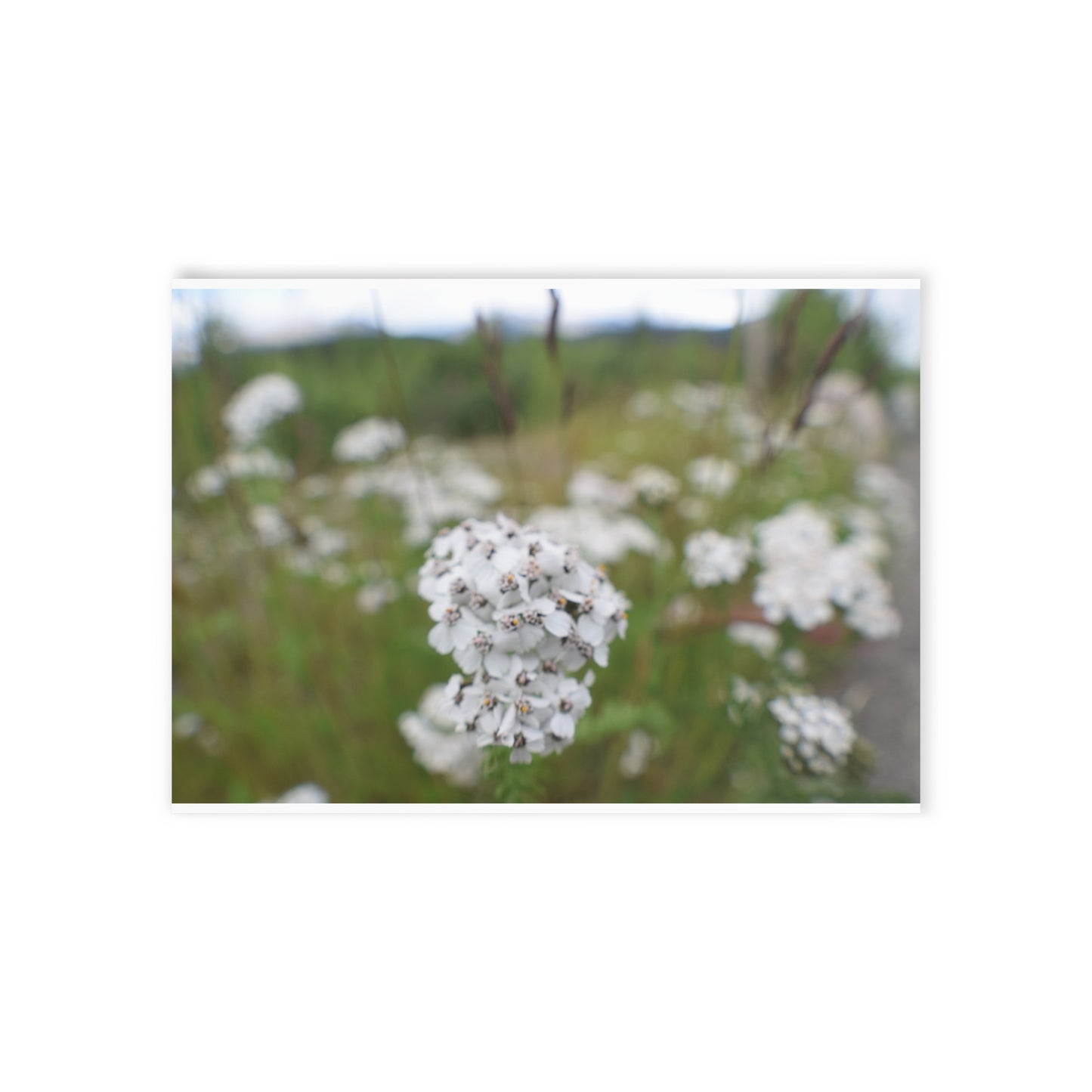 Floral Wildflower Holiday Card — White Field Bouquet One-Sided Greeting Card