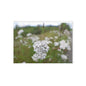 Floral Wildflower Holiday Card — White Field Bouquet One-Sided Greeting Card