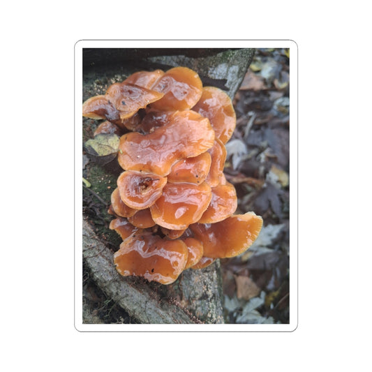 Mushroom Sticker — Orange Chicken of the Woods Nature Kiss-Cut Sticker