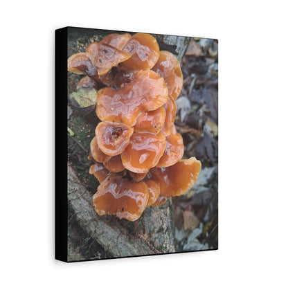 Orange Shelf Mushroom Canvas Print — Rustic Nature Wall Art