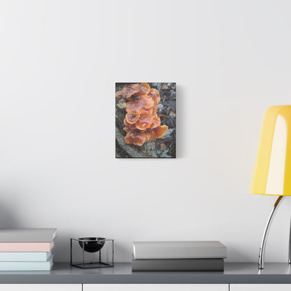 Orange Shelf Mushroom Canvas Print — Rustic Nature Wall Art