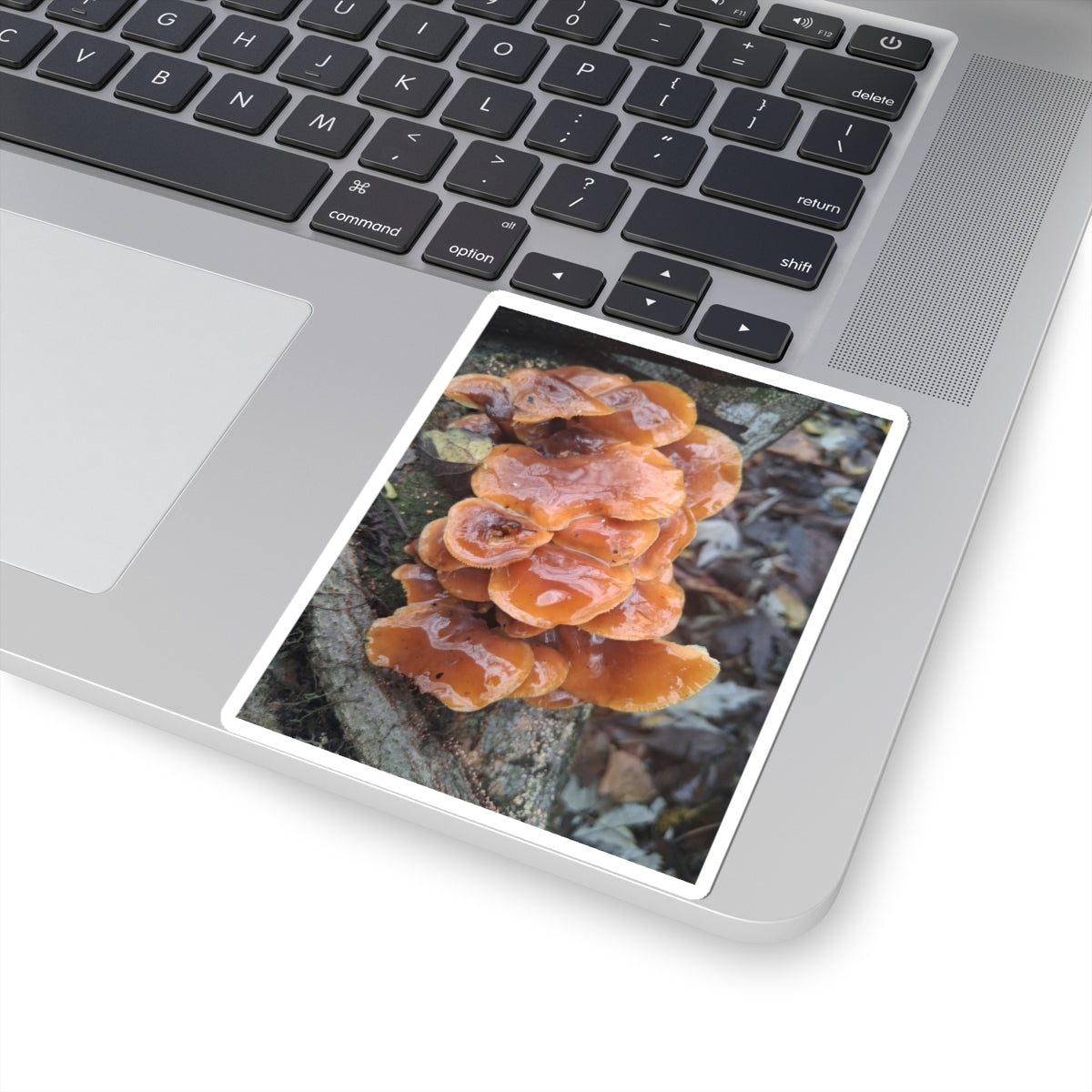 Mushroom Sticker — Orange Chicken of the Woods Nature Kiss-Cut Sticker